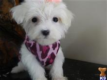 maltese puppy posted by Elegant Babies
